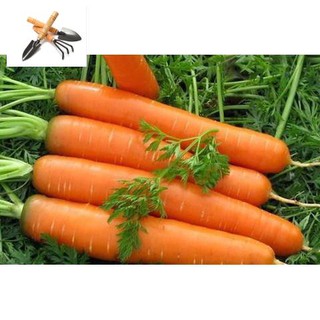 ⚡️ Đảm Bảo Mọc⚡️  Hạt Cà Rốt Chịu Nhiệt F1 Siêu Dễ Trồng TRỒNG HOA TẾT