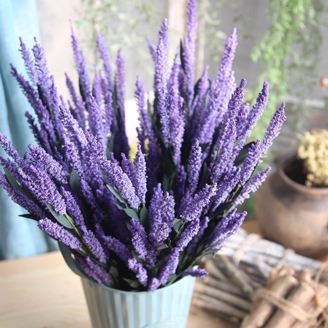 Hoa Oải Hương Lá Thẫm Hoa Lavender