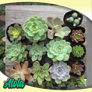 Combo 12 Sen đá ngẫu nhiên (Sen bầu 3-7 cm)