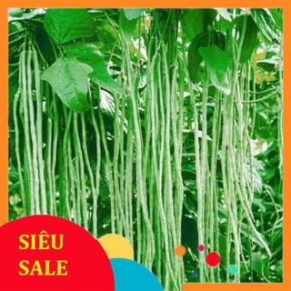 20g hạt giống đậu đũa vietphat