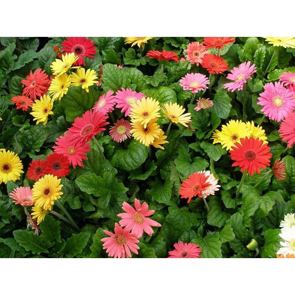 Combo 10 cây giống Hoa Đồng Tiền thân cao đủ màu
