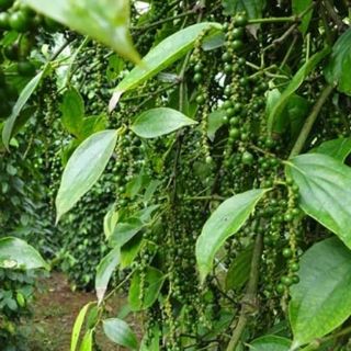 HẠT TIÊU ĐEN CAY 100G
