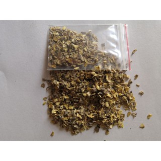 50 Hạt giống cúc chi mix
