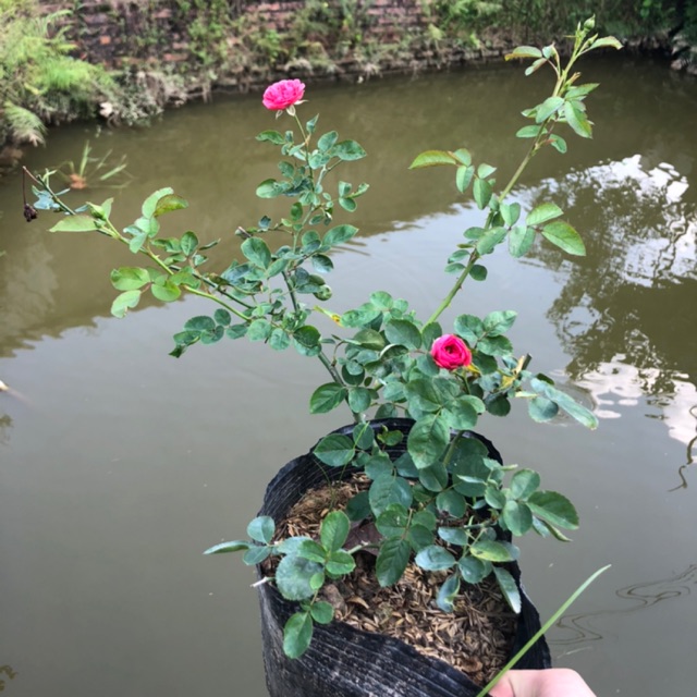 Hoa hồng sẵn bầu mini
