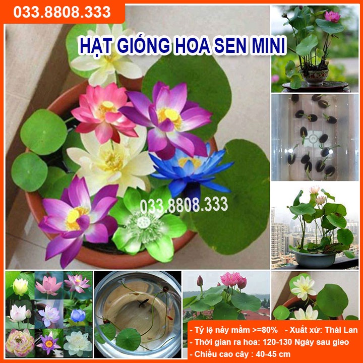 Hạt Giống Hoa Sen Mini Nhật Nhiều Màu - Hoa Đẹp Dễ Trồng