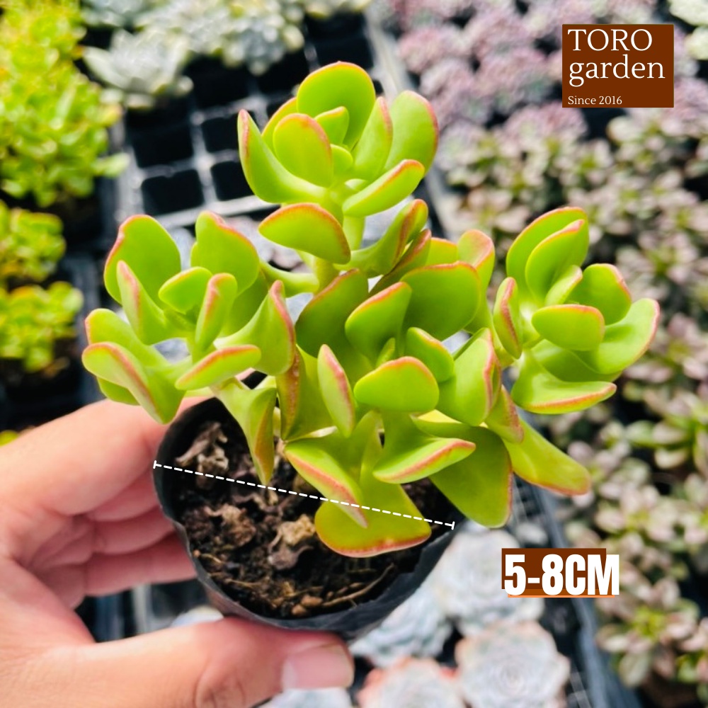 Sen đá thạch bích lá xoăn Đà Lạt size bé cây cảnh trang trí nhà cửa Toro garden