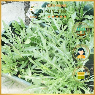 Hạt giống Rau Thơm Wild Rocket Rado 930 (1gr)