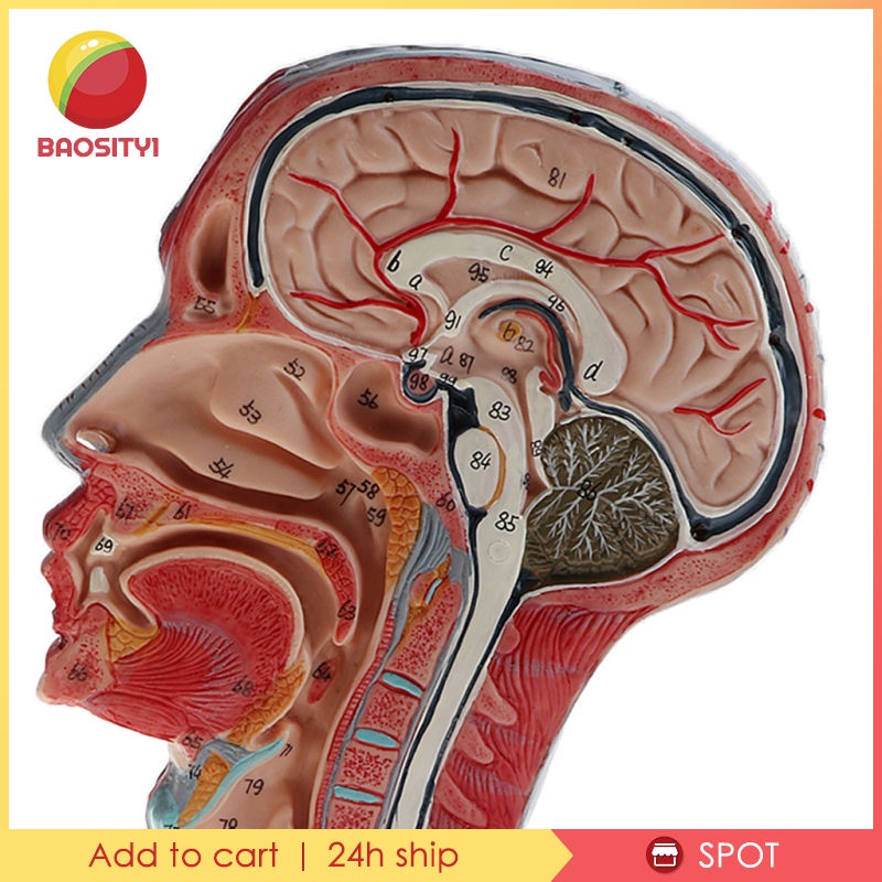 ✨Hàng sẵn sàng✨Mô hình đầu người tỉ lệ 1:1 dùng trong phòng thí nghiệm