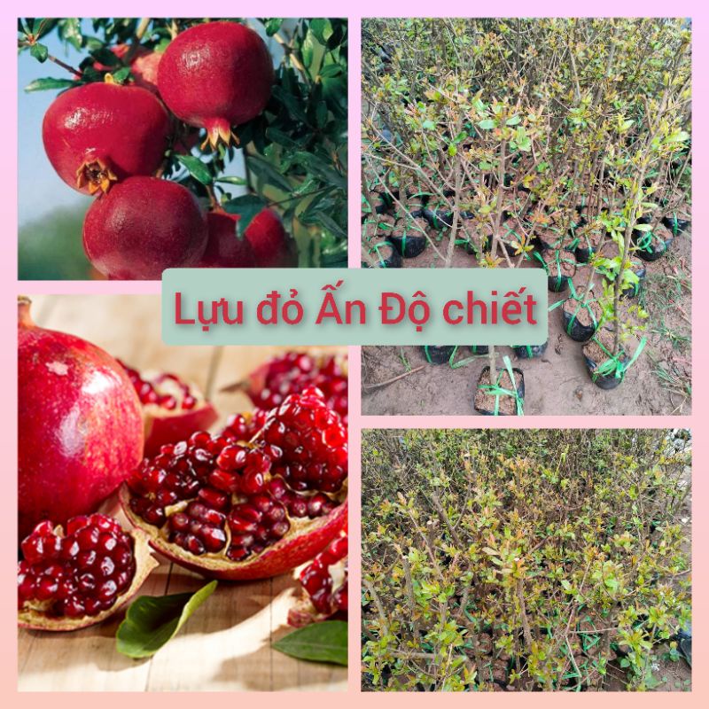 Lựu đỏ Ấn Độ cây chiết cho quả sau 6 tháng