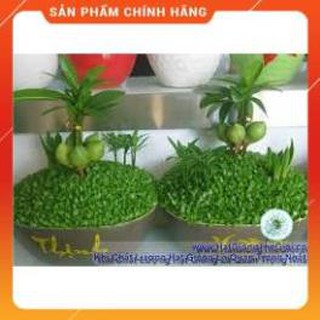 HẠT GIỐNG CỎ MAY MẮN 1GRAM