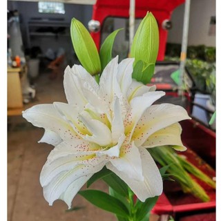 Combo 5 Củ Ly Thân cao Hoa Kép Màu Trắng  Nhụy vàng Củ Ly Giống