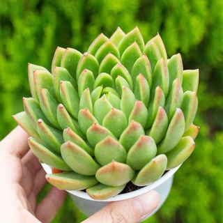 Sen đá xanh nhọn 9-11cm - vườn sen đá