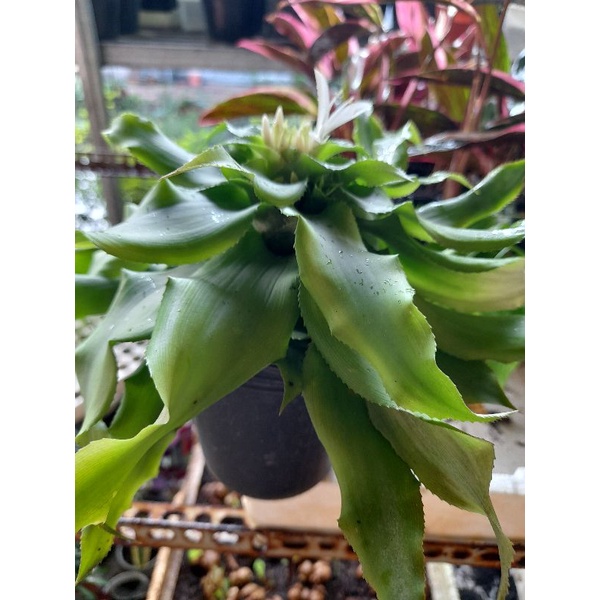 Cây sao thổ - hoa thơm   mang lại sự may mắn.