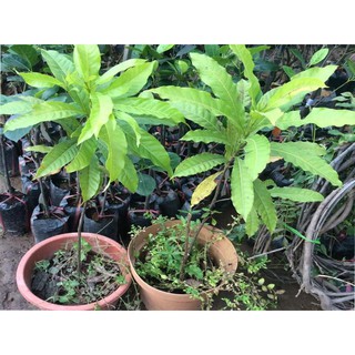 cây vú sữa hoàng kim