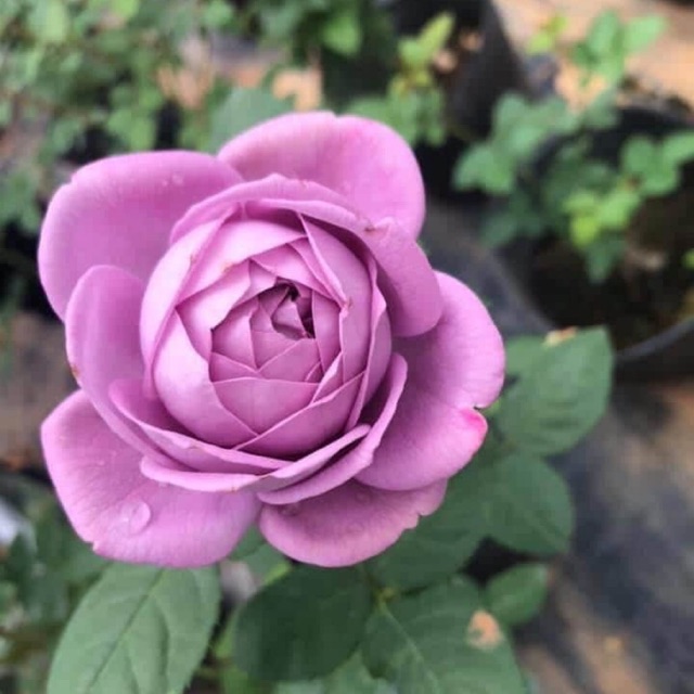 Hoa hồng bụi Violet Kinda