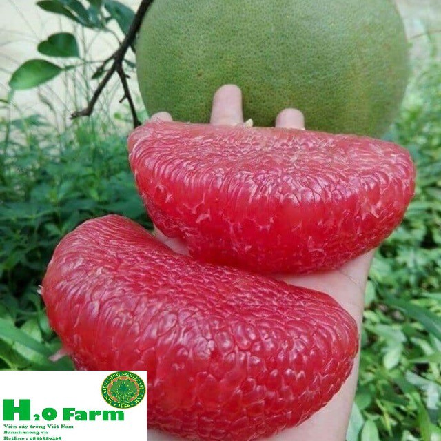 Cây bưởi ruby Thái - Giống Cây Mới Tiên TIến