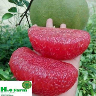Cây bưởi ruby thái - giống cây mới tiên tiến