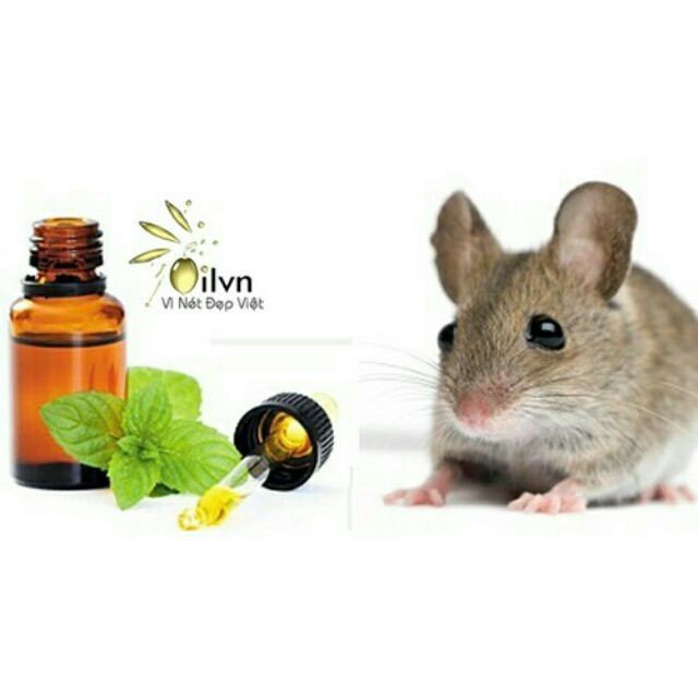 Tinh dầu chống chuột  khoang máy ô tô Tâm An