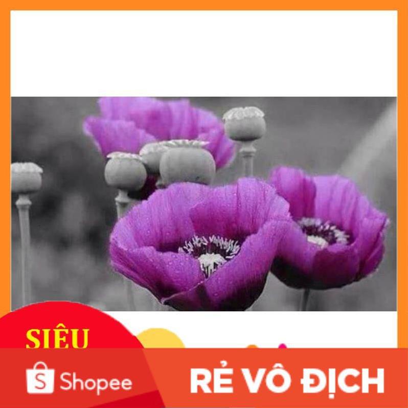 ( sỉ, lẻ) hạt giống hoa anh túc cảnh (popy) 200 hạt siêu đẹp 😘❤️ Đẹp Lạ❤️😘 rất dễ trồng