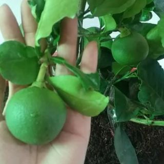 Cây bưởi da xanh đang có trái như hình