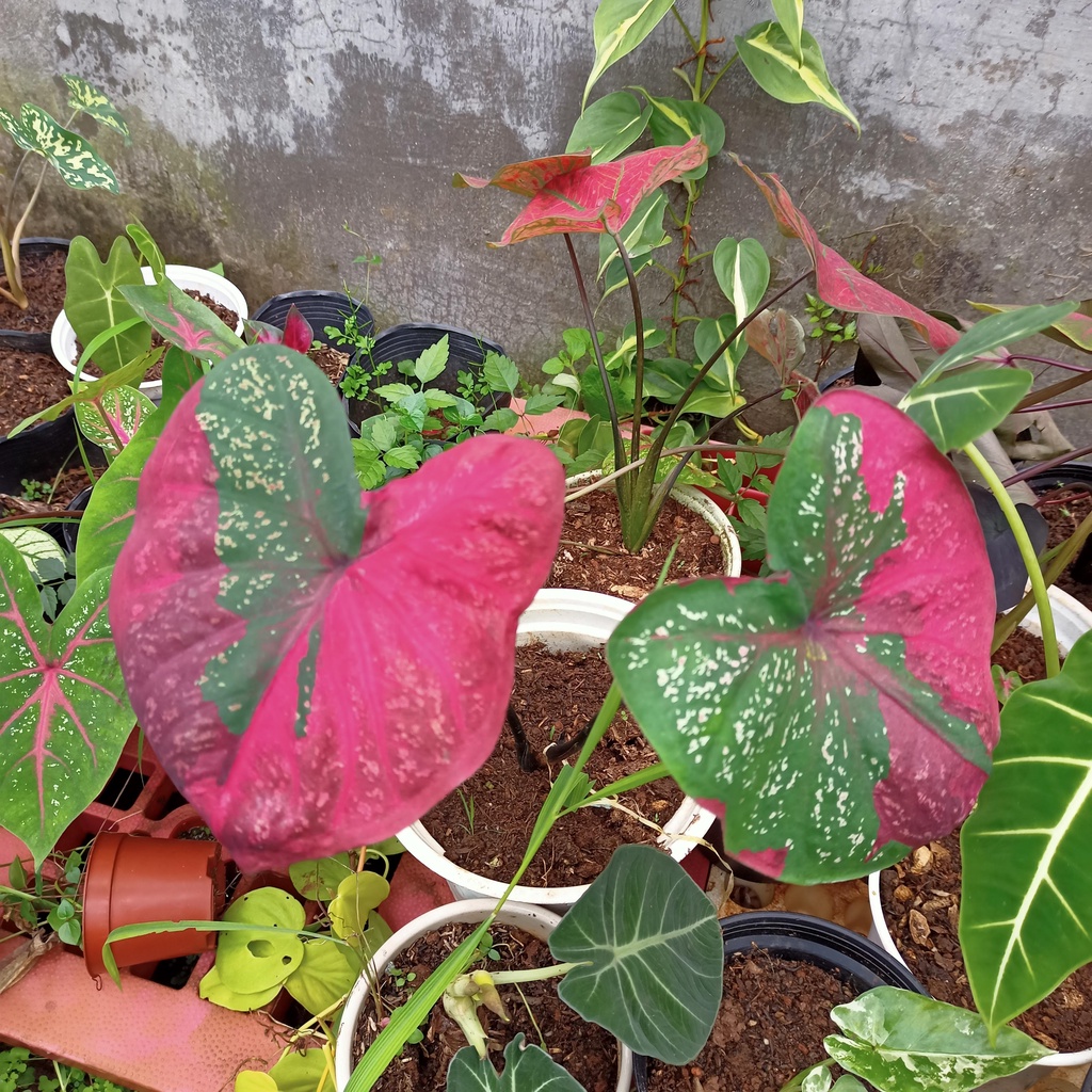 Chậu cây môn màu Baret caladium - ship toàn quốc