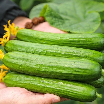 20 Hạt giống dưa chùm trơn Hà Lan  F1_ Chuẩn chùm trơn