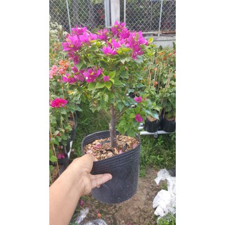 cây bông giấy mỹ mini