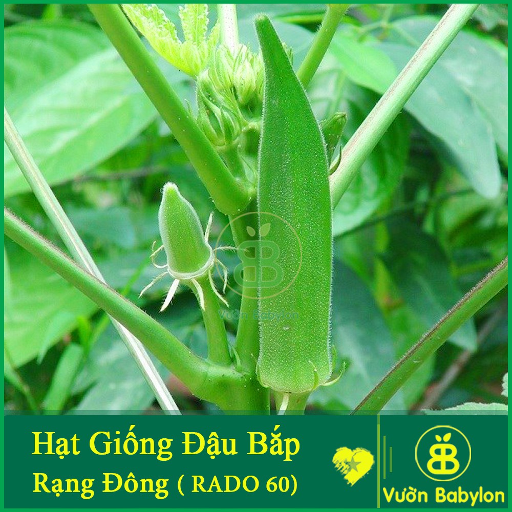 Hạt Giống Đậu Bắp Xanh 20Gr