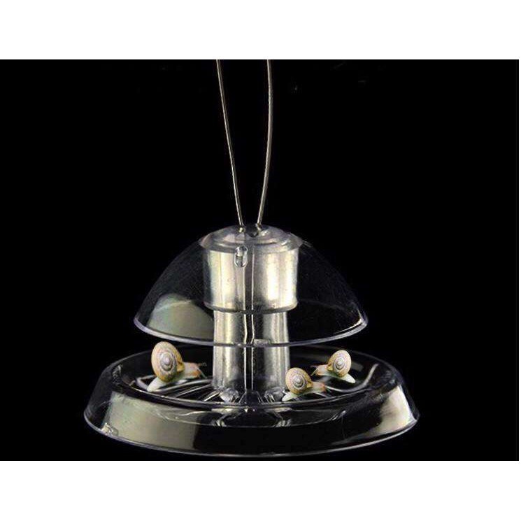 BẪY ỐC HẠI TRONG HỒ THUỶ SINH