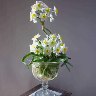 Củ hoa thuỷ tiên, củ hoa trồng tết