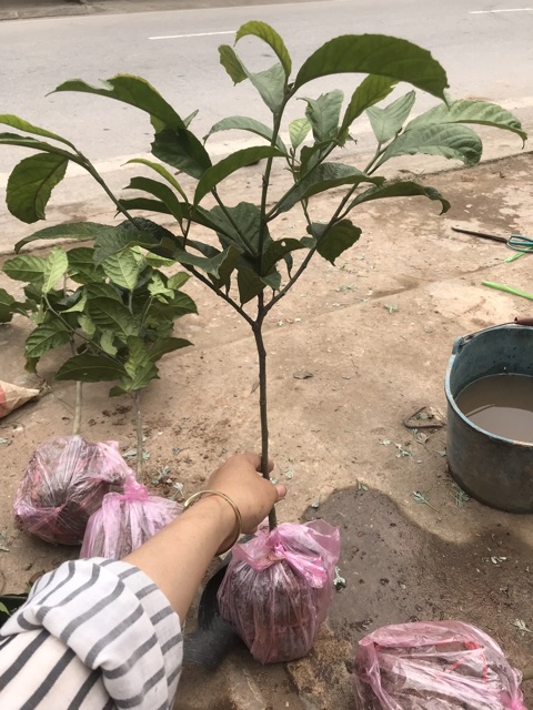 Cây Chay giống