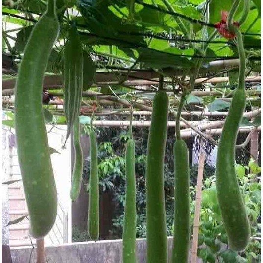 Hạt giống Bầu Sao Trái Ngắn F1 - Bầu Sao trái dài TN