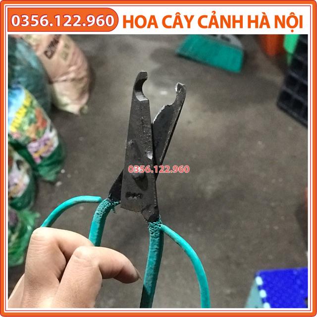 Kéo khoanh vỏ chiết hoa hồng