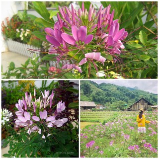 Hạt Giống Hoa Hồng Ri Mix (Cleome) cực kỳ dễ trồng, hoa nở bền màu