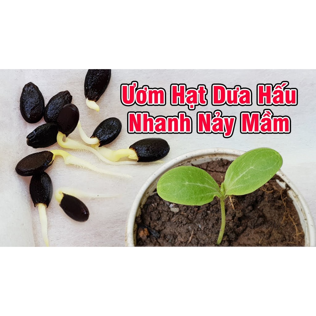 Hạt giống Dưa hấu baby siêu quả,dưa hấu táo baby