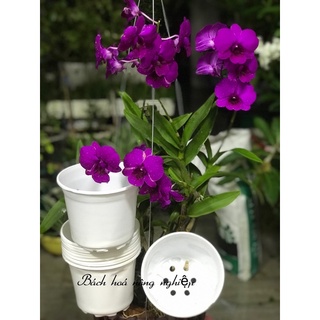 Combo 50 chậu nhựa mềm dẻo có vành - size 15cmx12cm