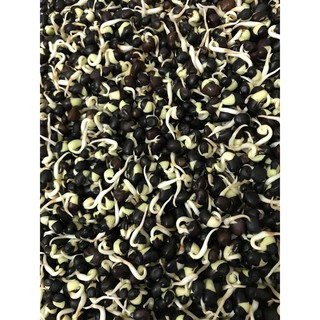 Bột sữa mầm 1kg không đường