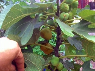 Cây giống sung mỹ nhập
