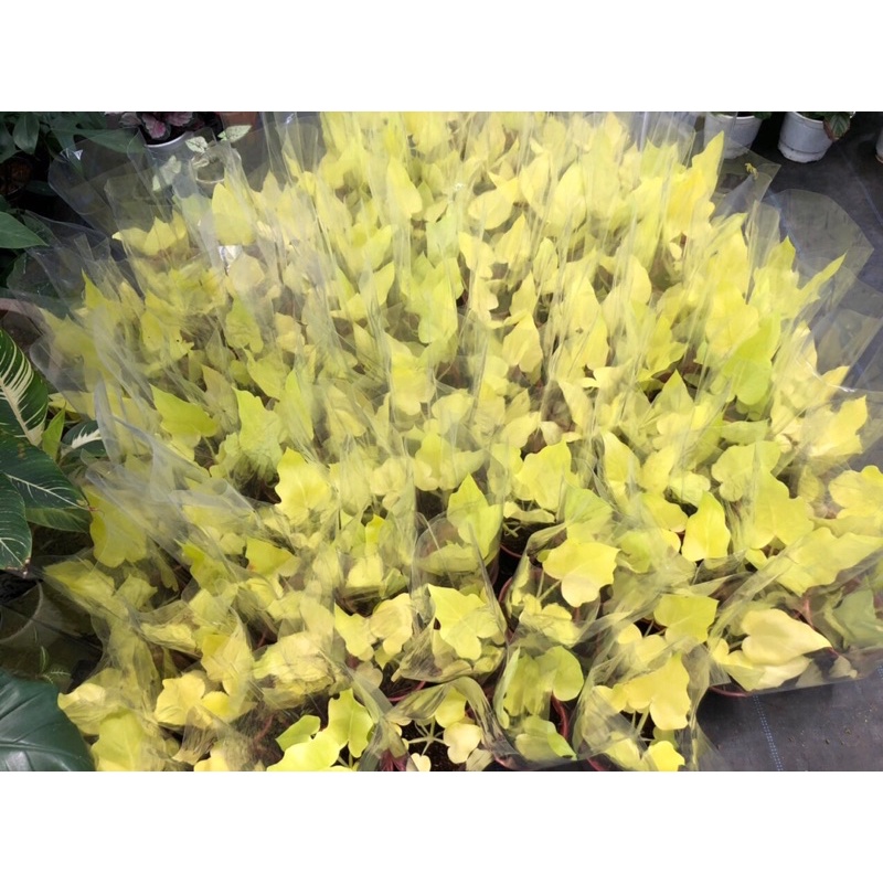 🍀Philodendron Warscewiczii ‘Aurea Flavum’  trầu bà vàng