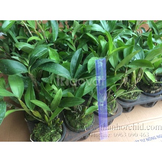 chậu hoa lan kiều tím. trắng, vàng phi 12 bụi lùm bự dể trồng dể chăm