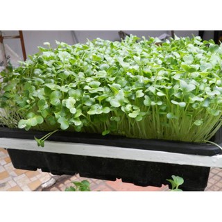 Hạt giống rau mầm củ cải trắng FAMI 100g