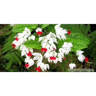 cây giống hoa leo ngọc nữ