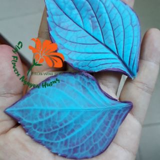 Gân Lá Tú Cầu 7cm
