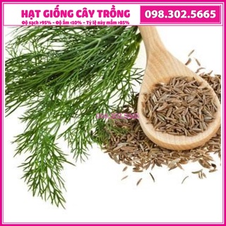 Hạt giống rau thì là, thìa là cao sản - 20 gam - hạt chất lượng tốt, năng suất cao