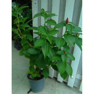 Cây phúc lộc thọ (freeship)