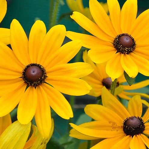 Gói 200 hạt giống hoa cúc tâm đen (susan- rudbeckia)