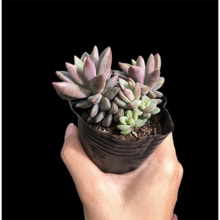 SEN ĐÁ GIỐNG MỚI ( Echeveria Manaudes)