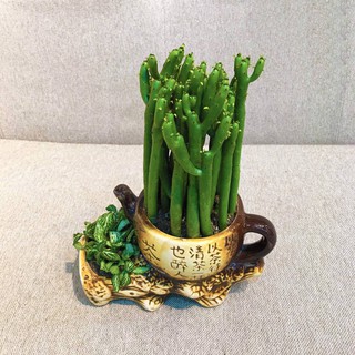 Cây xương rồng sừng hươu, lộc nhung, để bàn làm việc cực xinh (giá trên là giá của 1 nhánh dài khoảng 20cm)