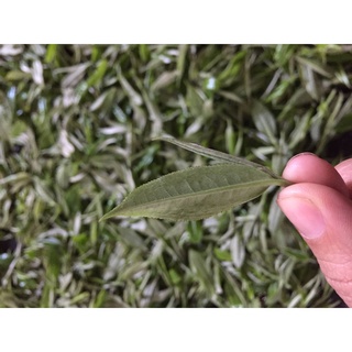 Trà Shan tuyết Hà Giang(Trà mạn)