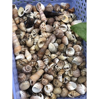 Combo 5 vỏ ốc mượn hồn